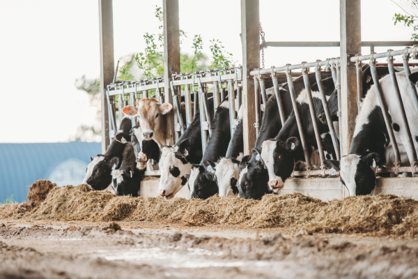 cows (1)