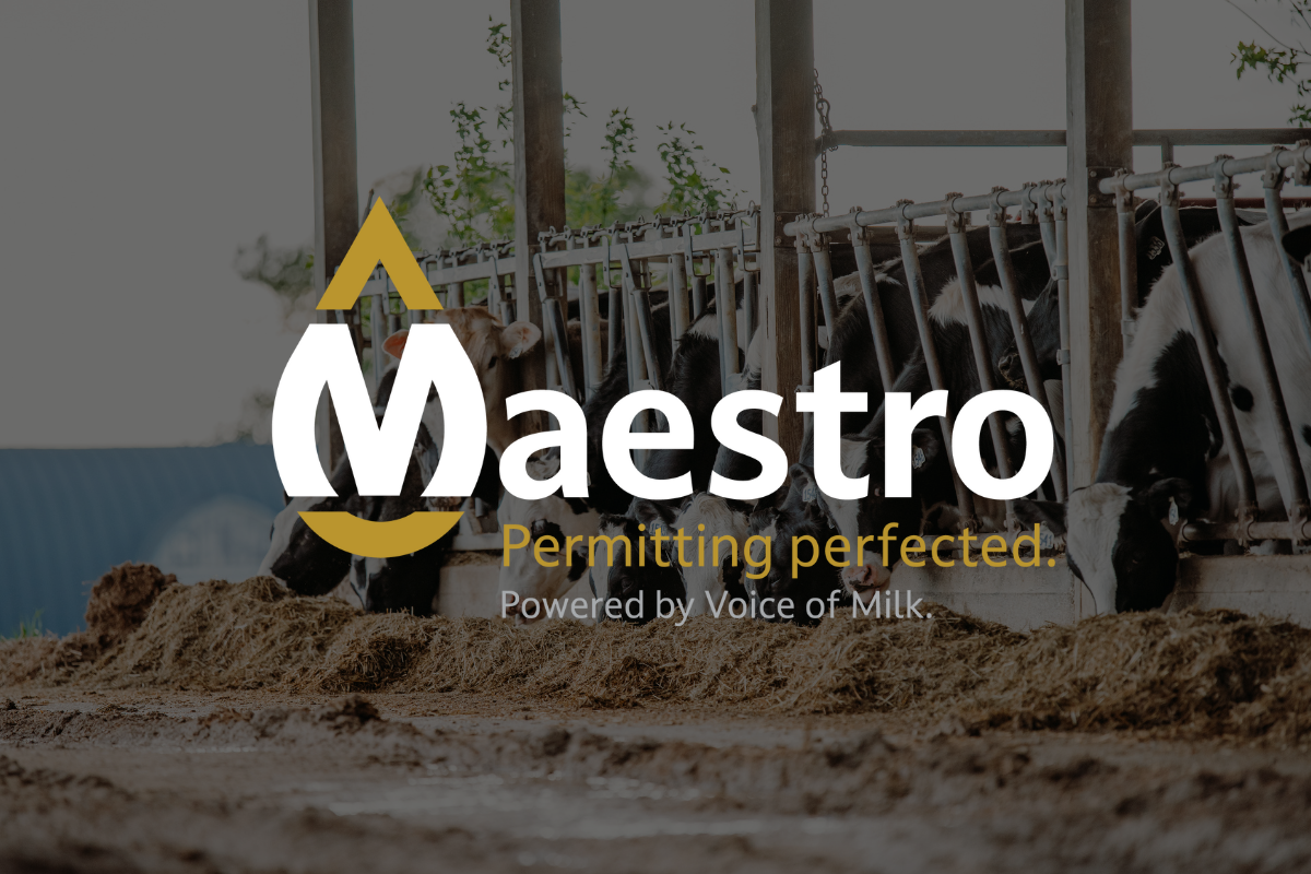 maestro